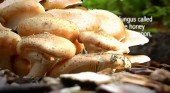 Узнай все о грибах / Know Your Mushrooms (2009) DVDRip